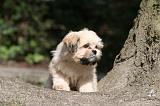 LHASSA APSO 133
